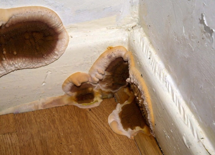 house mushroom how to get rid of