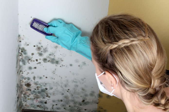 clean walls from mold