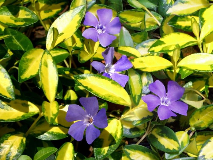 Blue and Gold periwinkle