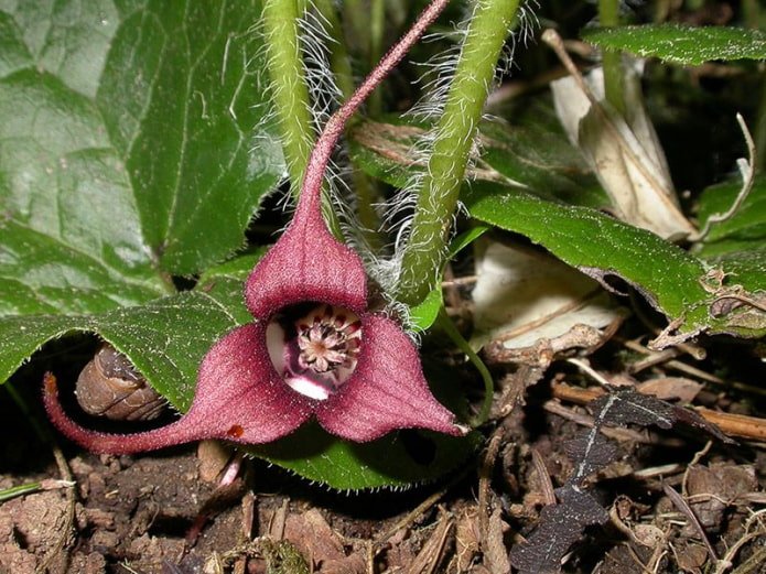 Asarum europaeus flower
