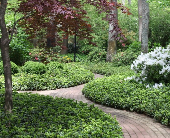 pachysandra thickets