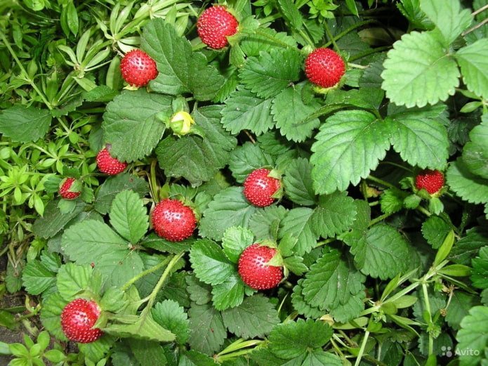 Indian cinquefoil