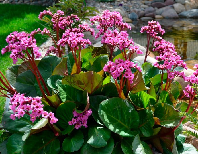 heart-leaved bergenia
