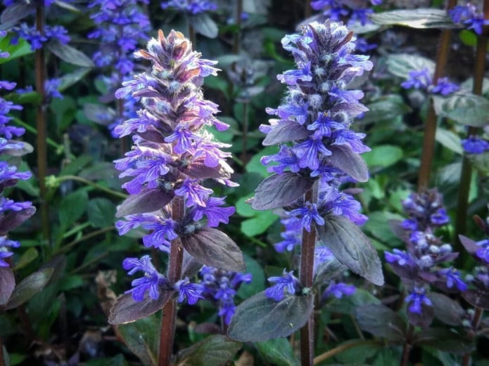 creeping bugleweed