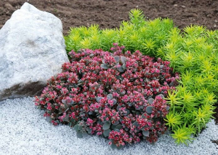 Carpathian sedum