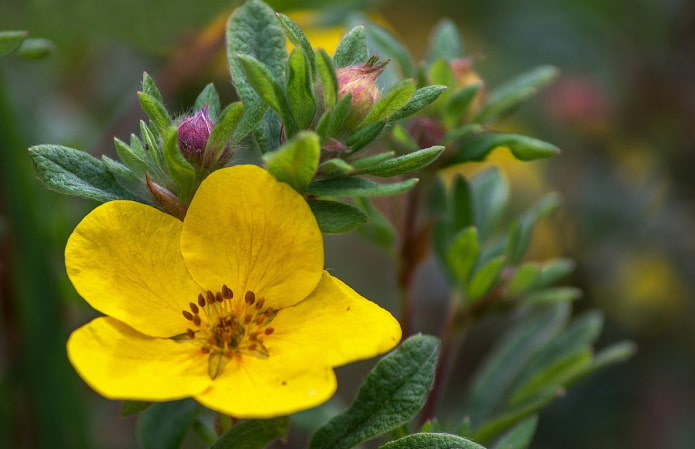 Siberian cinquefoil