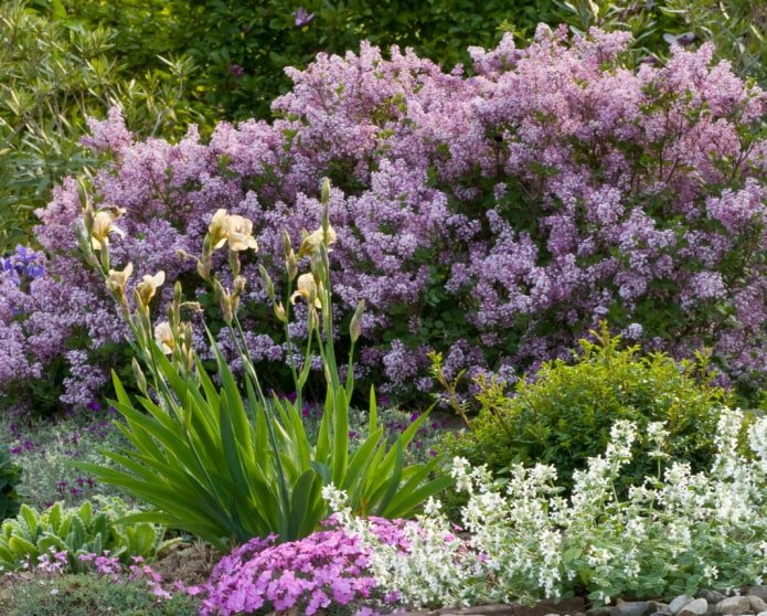 Lilac in a mixborder