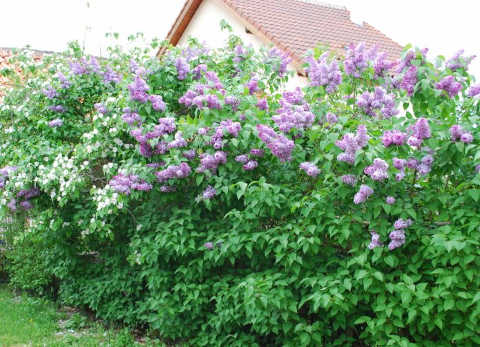 Lilac hedge