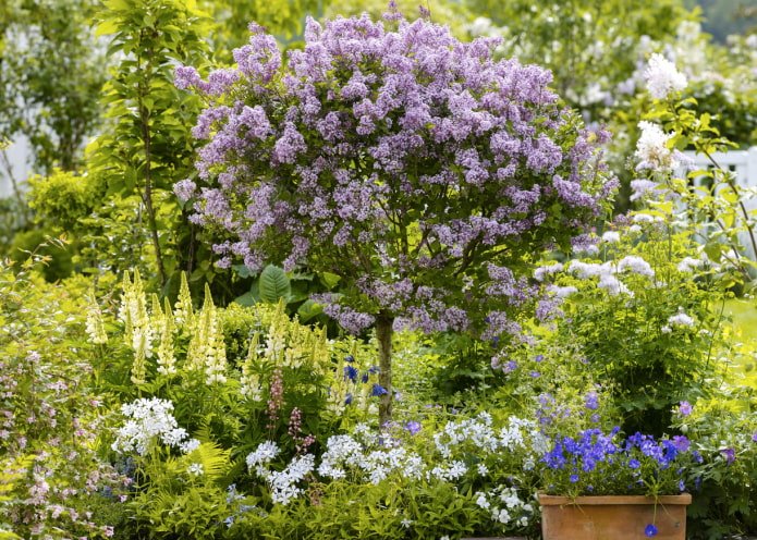 Standard lilac