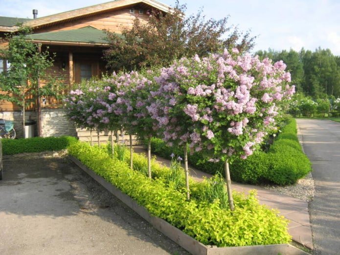Lilac in a front garden