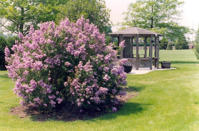 Solitaire lilac