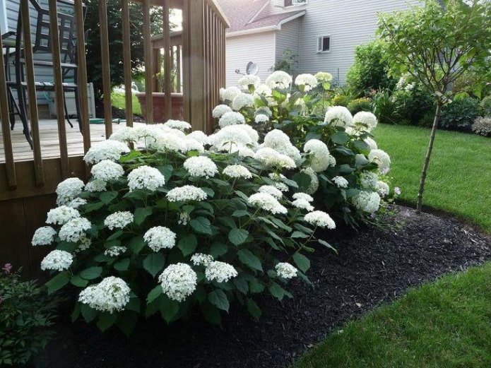 hydrangea bush near the fence