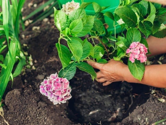 planting in a hole