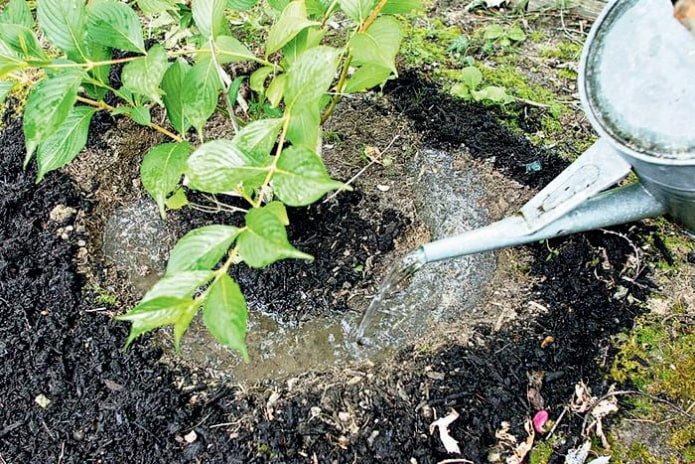watering