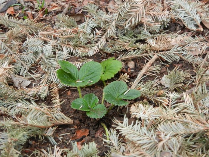 Weakly acidic soil