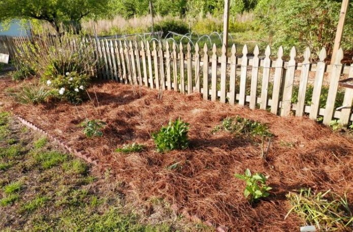 Coniferous mulch