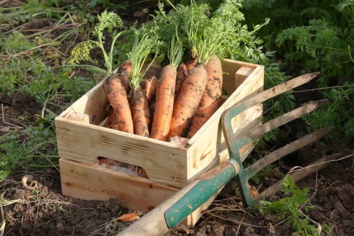 Carrot Harvest