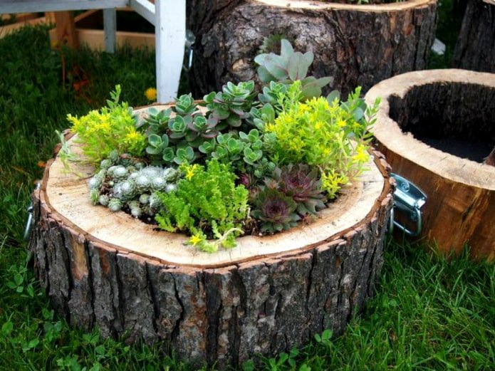  Flower bed from a tree stump