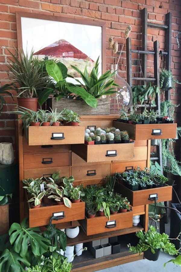 Plants in chest of drawers