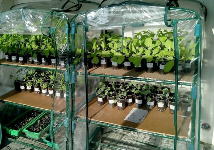 Shelf with a greenhouse