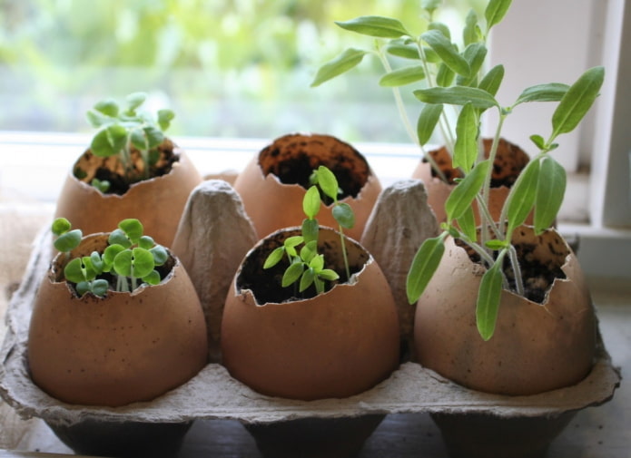 Seedlings in shells