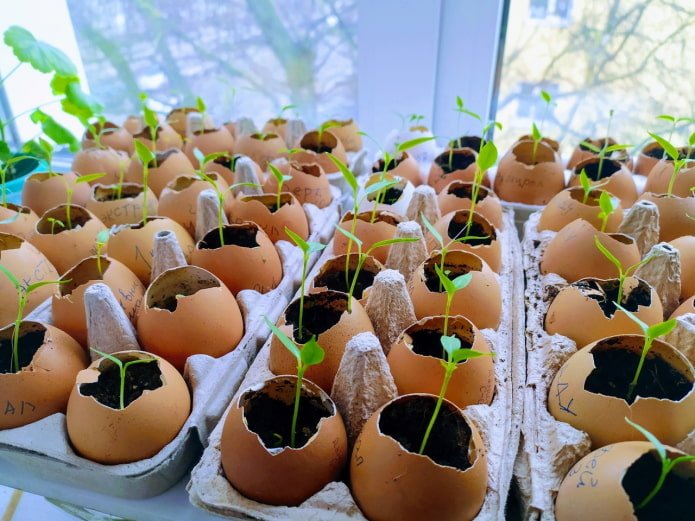 Seedlings in trays