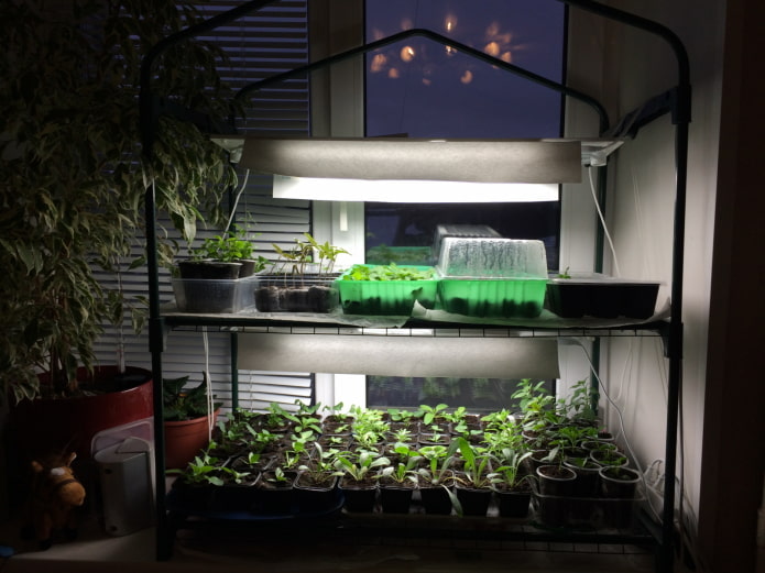 Shelf with backlight