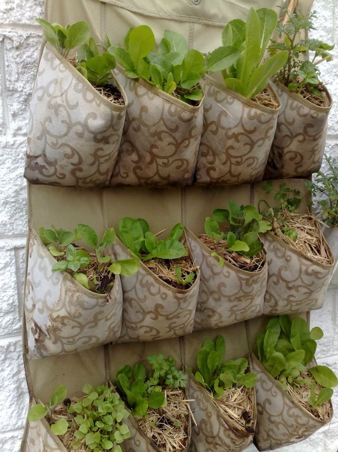 Seedling organizer