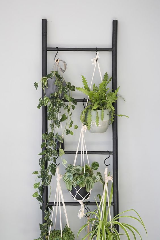 Plants on a ladder