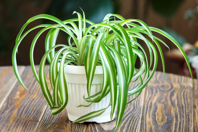 young chlorophytum