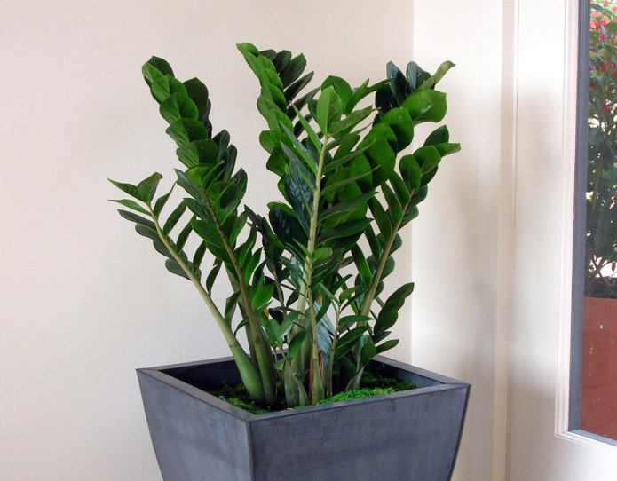 beautiful zamioculcas