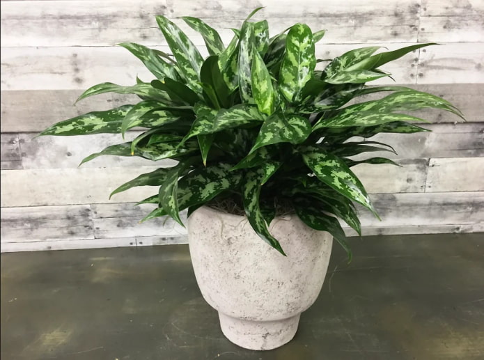 variegated aglaonema