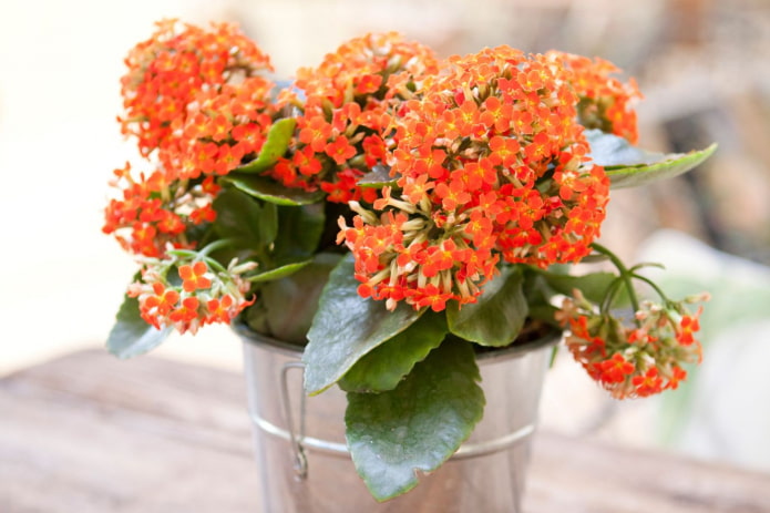 flowering kalanchoe