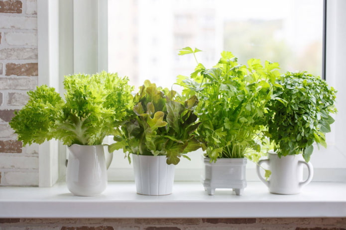 how to grow lettuce