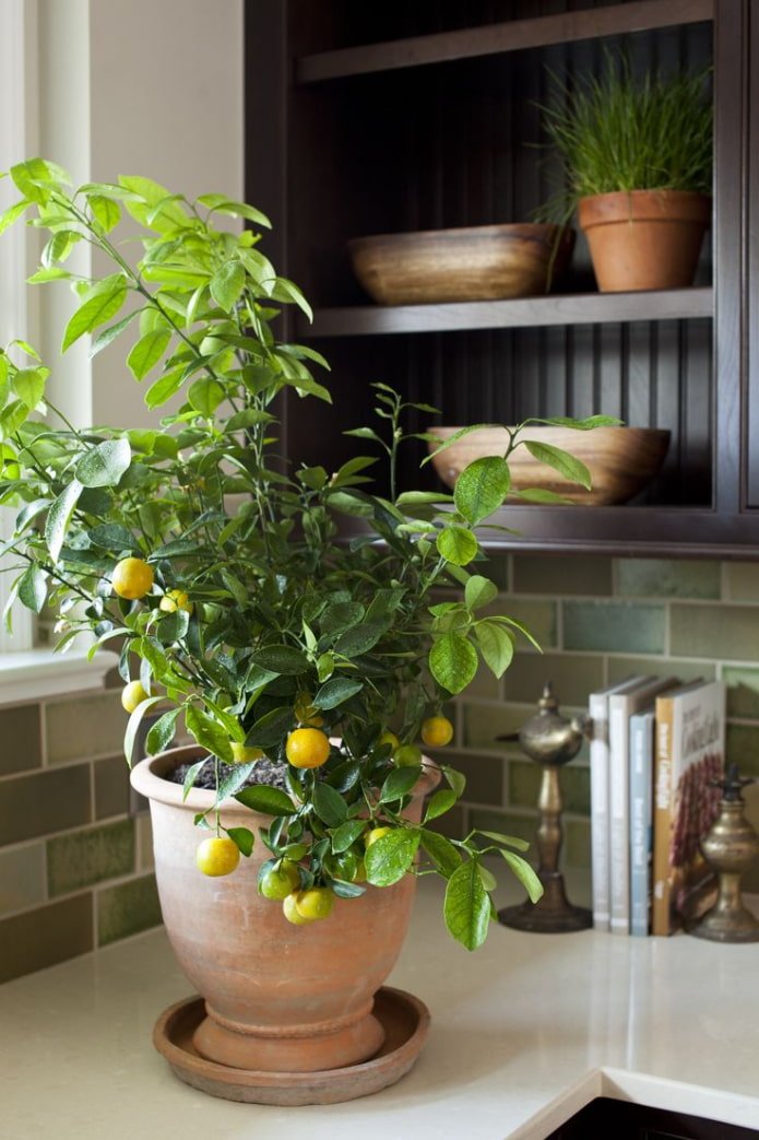 lemon on the countertop