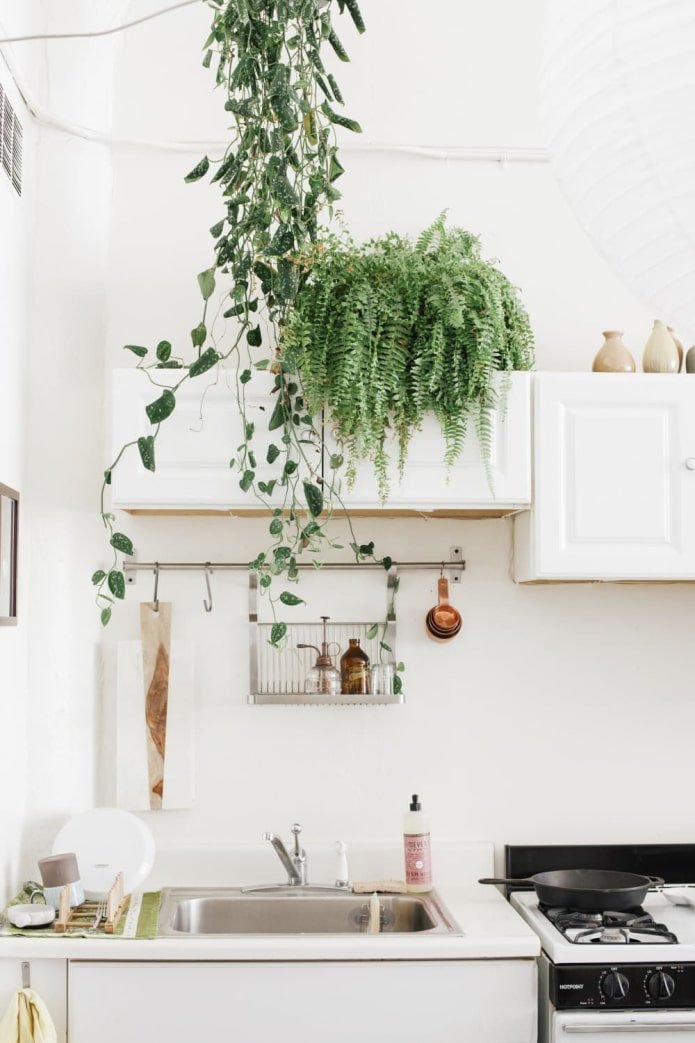 fern in the kitchen