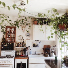 What plants can be used in the kitchen?-3