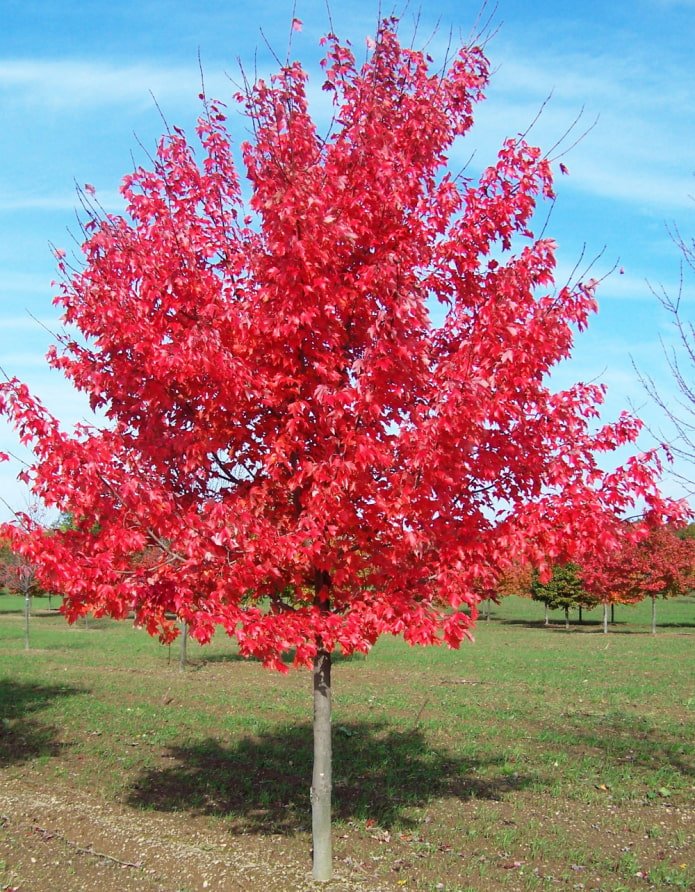 Red maple