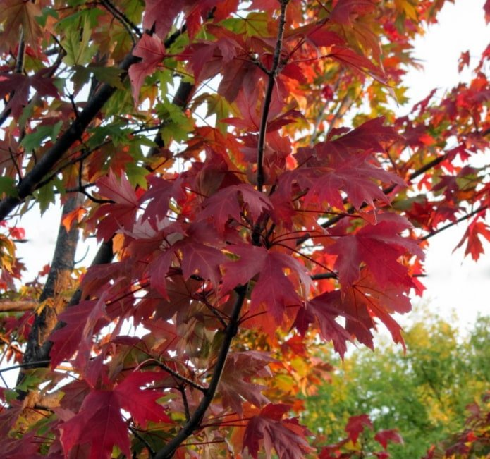 Maple leaves