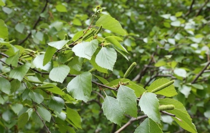 Downy birch