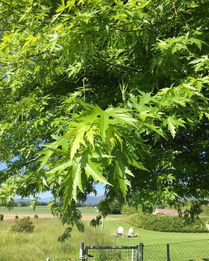 Grey Alder Laciniata