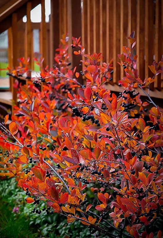 Black chokeberry in autumn