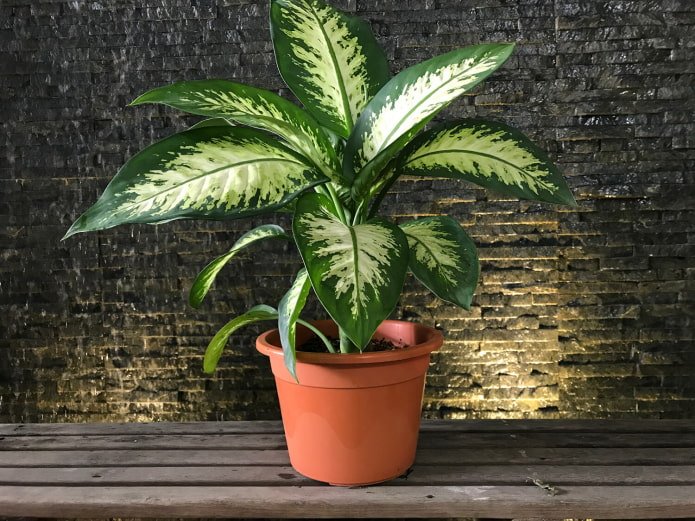 Dieffenbachia