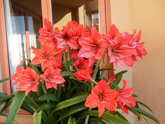 how amaryllis blooms