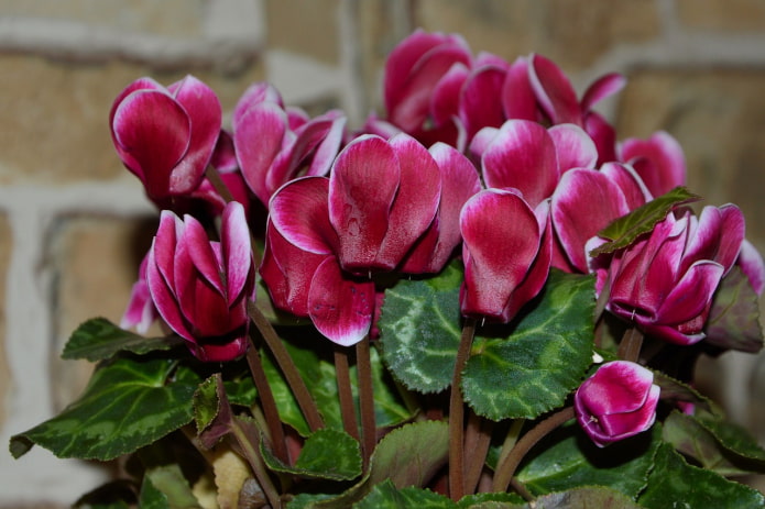 is cyclamen poisonous