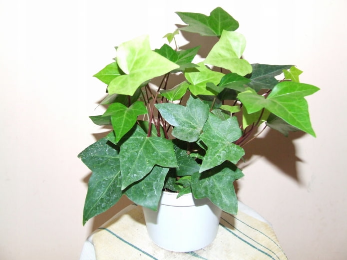 harm of indoor ivy