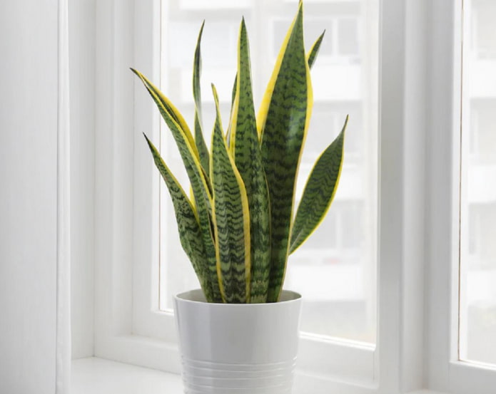 what is dangerous about sansevieria