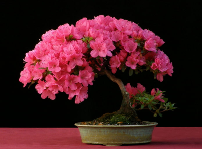 can you keep azaleas at home