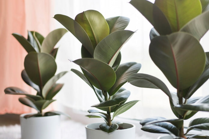 is there poison in ficus