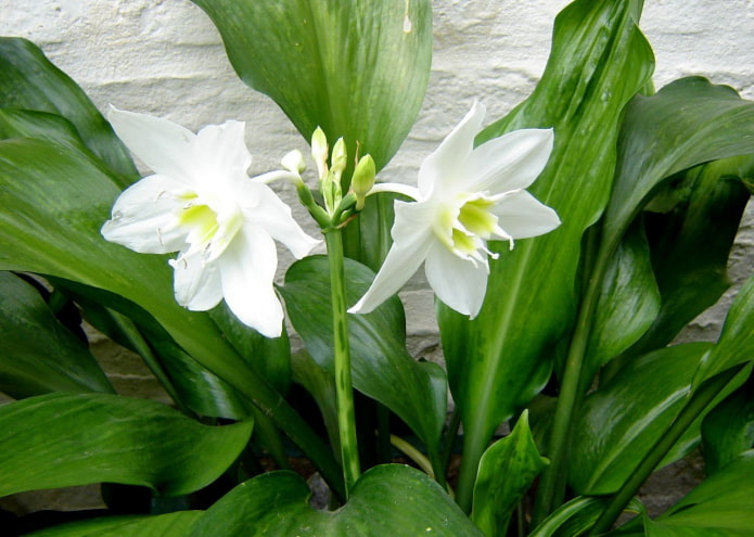 allergy to eucharis